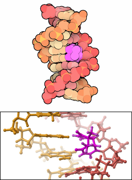 チミン２量体を含むDNA鎖（上：PDB:1n4e、下：PDB:1ttd）