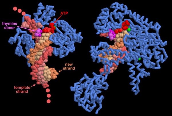 通常のDNAポリメラーゼ（右、PDB:1sl2）とチミン２量体があっても処理できるDNAポリメラーゼ（左、PDB:1rys）