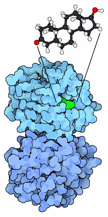 5-α-ジヒドロテストステロン（緑、および右上の分子）と性ホルモン結合グロブリン（PDB:1d2s）