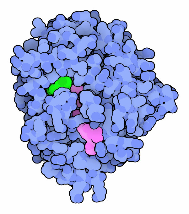 17-βヒドロキシステロイド脱水素酵素＋アンドロステンジオン（緑）、NADP補因子（赤紫）（PDB:1xf0）