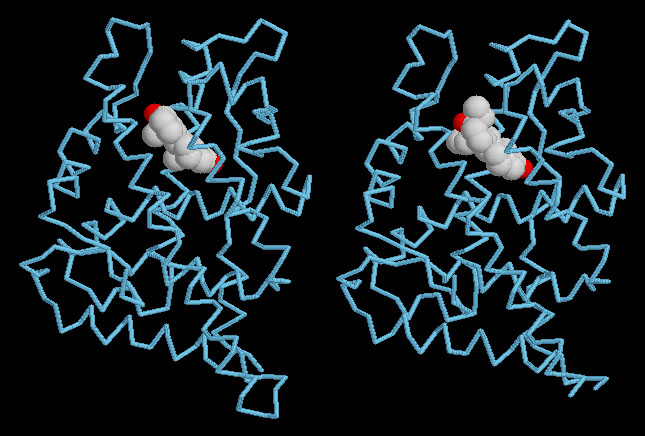 アンドロゲン受容体のテストステロン結合ドメイン。左（PDB:2am9）はテストステロンが、右（PDB:2amb）はTHGが結合したもの