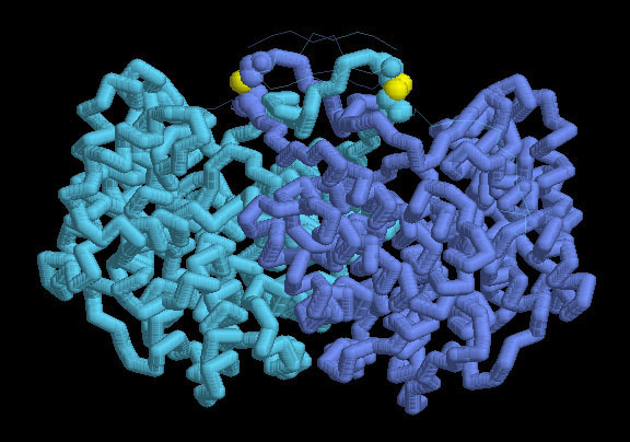 好熱性古細菌のクエン酸合成酵素（PDB:2ibp）