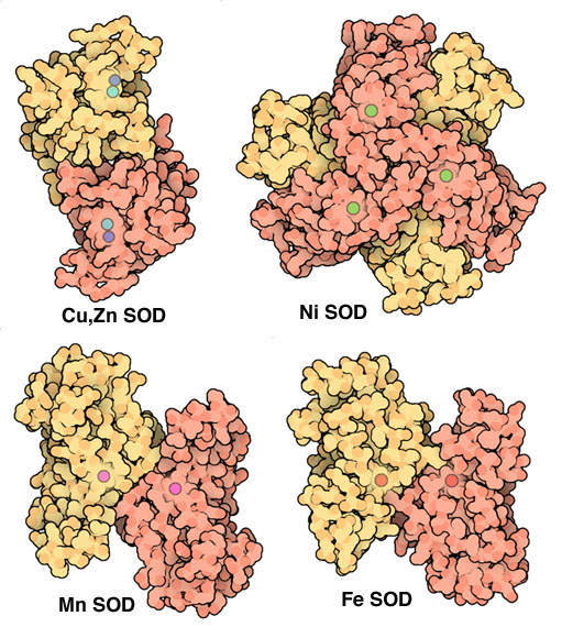 様々な超酸化不均化酵素（左上 銅・亜鉛型 PDB:1sos、左下 マンガン型 PDB:1msd、右上 ニッケル型 PDB:1q0d、右下 鉄型 PDB:3sdp）