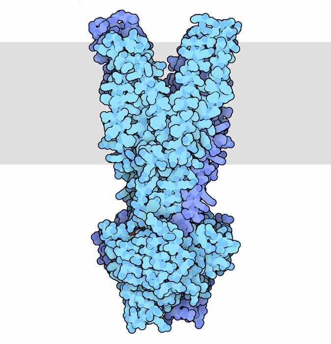 Staphylococcus由来の多剤耐性輸送体 Sav1866（PDB:2onj）