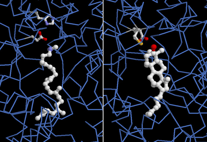 左：細菌の酸化スクアレン環化酵素＋スクアレン（PDB:1ump）　右：ヒトの酸化スクアレン環化酵素＋ラノステロール（PDB:1w6k）
