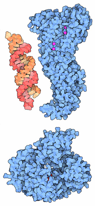 低分子干渉RNA（左上 PDB:2f8s）、ダイサー（右上 PDB:2ffl）、アルゴノート（下 PDB:1u04）