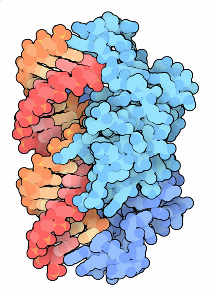 （左、赤）と抑制タンパク質（右、青）、PDB:1r9f