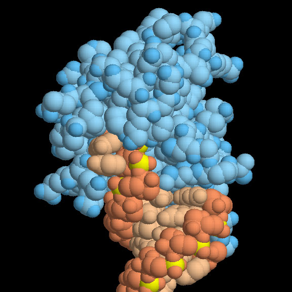 PAZドメイン（青）とsiRNA（赤）、PDB:1si3