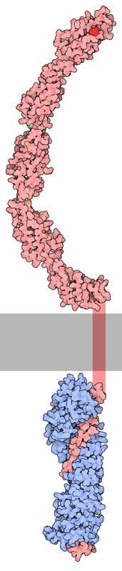 カドヘリン（赤、PDB:1l3w）とβカテニン（青、PDB:1i7x）