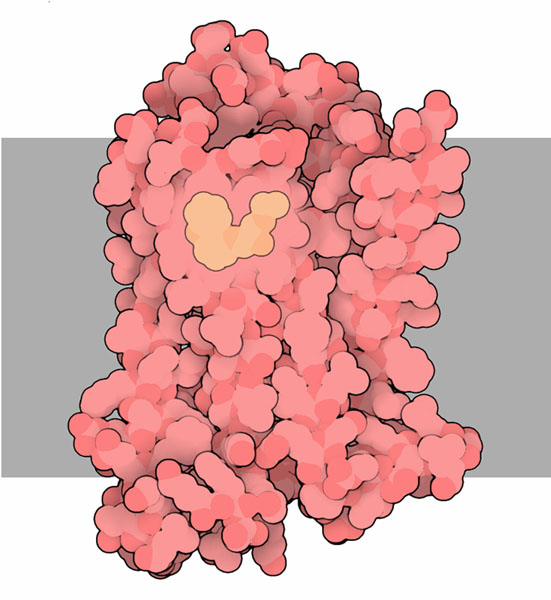 アドレナリン受容体（PDB:2rh1）