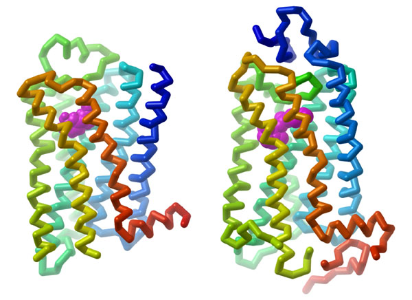 アドレナリン受容体（左 PDB:2rh1）とロドプシン（右 PDB:1f88）の膜貫通部位