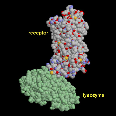 リゾチームを挿入したアドレナリン受容体（PDB:2rh1）
