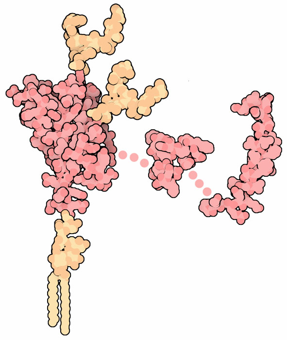 正常型PrPプリオンタンパク質（左:PDB:1qm2＋脂質、糖鎖　中央：PDB:1oei　右：PDB:1skh）