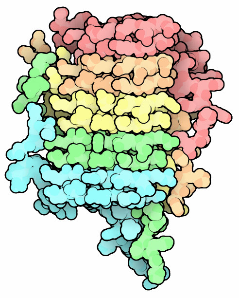 菌類のつくるプリオンタンパク質の誤った折り畳み型（PDB:2rnm）