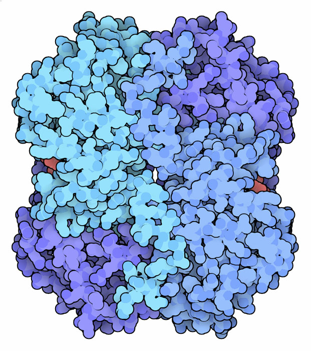 乳酸脱水素酵素M鎖４量体（PDB:3ldh）