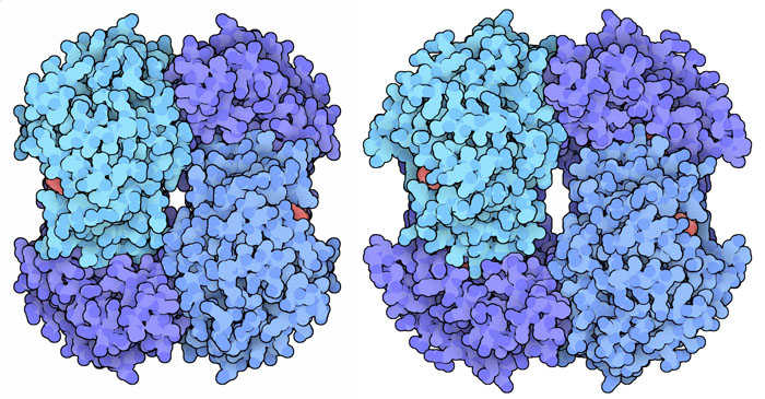 細菌の乳酸脱水素酵素（PDB:1lth、左が活性状態、右が不活性状態）