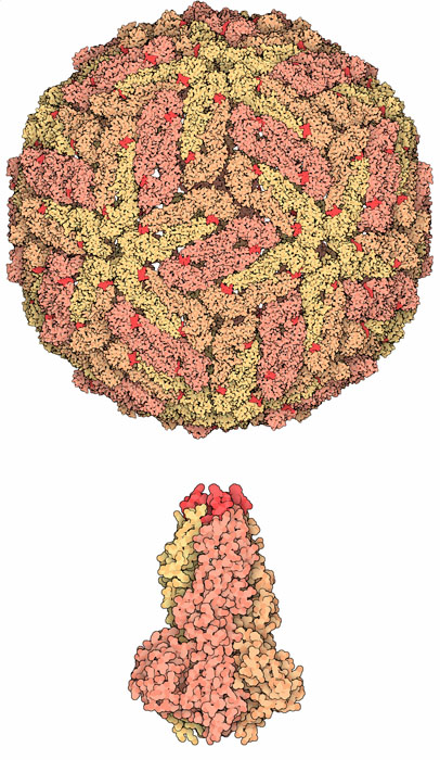 デングウイルスのエンベロープタンパク質（上：120量体 PDB:1k4r、下：酸性条件下での別構造３量体 PDB:1ok8）
