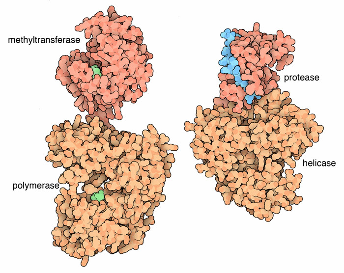 左：メチル基転移酵素とポリメラーゼ（PDB:1l9k、2j7w） 右：タンパク質分解酵素とヘリカーゼを含むNS3（PDB:2vbc）