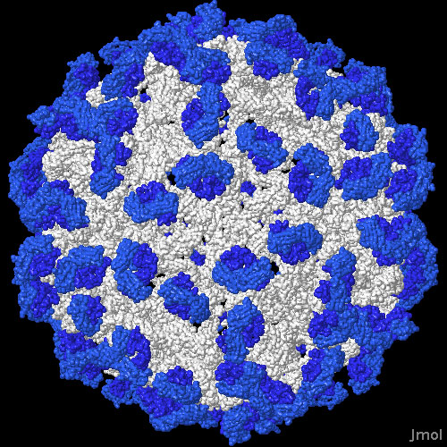 180個のデングウイルスエンベロープタンパク質（白）表面に120個の抗体Fab断片（青）が結合したもの（PDB:2r6p）