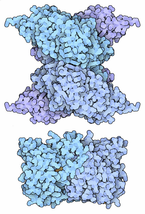 上：セレノシステイン合成酵素（PDB:3bc8）　下：セレノリン酸合成酵素（PDB:2yye）
