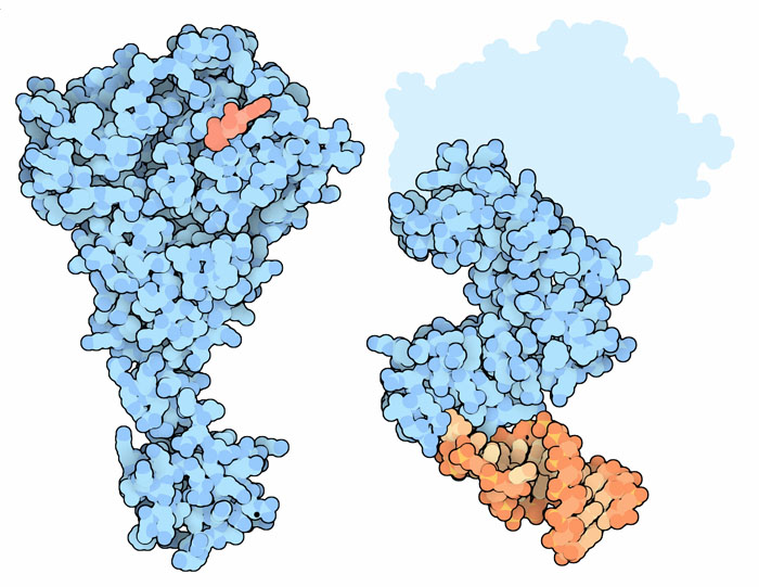 左：伸長因子SelBの全体構造（PDB:1wb1、赤い分子はGDP）　右：SelBの柔軟な尾部にmRNA断片（橙）が結合したもの（PDB:2uwm）