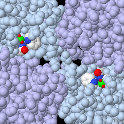 グルタチオン過酸化酵素の活性部位（PDB:1gp1、原子別に色分けされた分子はトリプトファンとグルタミン、緑はセレン原子、それについている小さな赤い球は酸素）