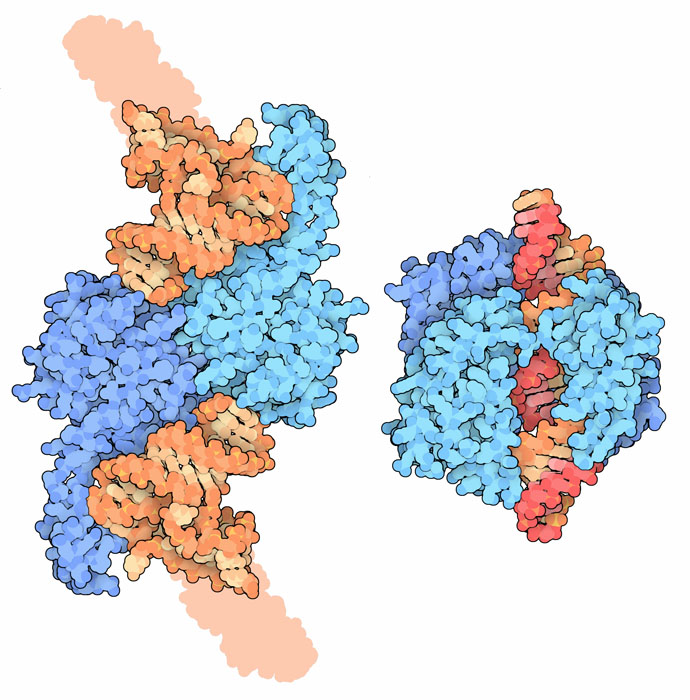 左：リボヌクレアーゼZ（PDB:2fk6、青は酵素、橙はRNA）　右：リボヌクレアーゼIII（PDB:2ez6、青は酵素、赤・橙はRNA）