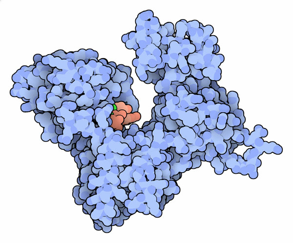 酵母のポリAポリメラーゼ（PDB:1fa0）