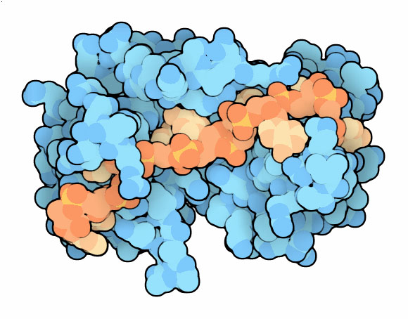 ポリA結合タンパク質（青がタンパク質、橙がRNA、PDB:1cvj）