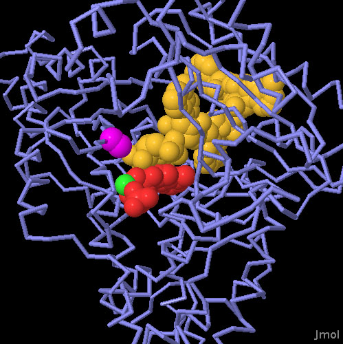 ポリAポリメラーゼ（PDB:2q66） 青はタンパク質、黄色はRNA、赤はATP、緑はマグネシウムイオン、赤紫は154番目のアミノ酸アラニン（元来アスパラギン酸であるものが変異している）