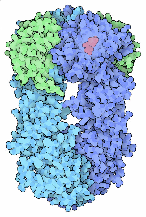 酵母のHsp90（閉じた活性型、PDB:2cg9）