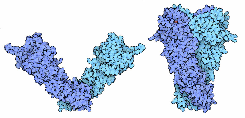 左：Hsp90の開いた不活性型（大腸菌、PDB:2ioq）　右：Hspの閉じた活性型（PDB:2cg9）