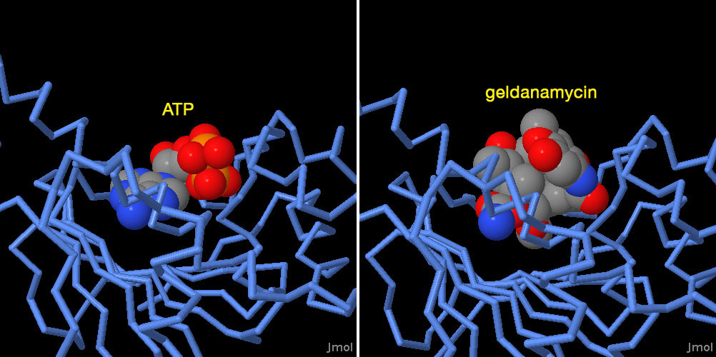 左：ATPと結合したHsp90（PDB:1am1）　右：ゲルダナマイシンと結合したHsp90（PDB:1yet）
