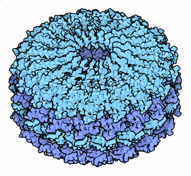 タバコモザイクウイルスの被覆タンパク質（PDB:1ei7）が17個集まってできている円盤が４層積み重なったもの。