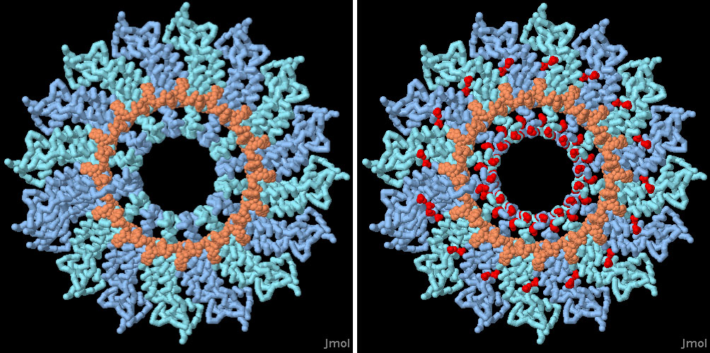 タバコモザイクウイルスのタンパク質サブユニット（PDB:2tmv）が17個集まってロックワッシャー型環状構造を作る。RNAは環の内側にあるタンパク質の溝にはまる。