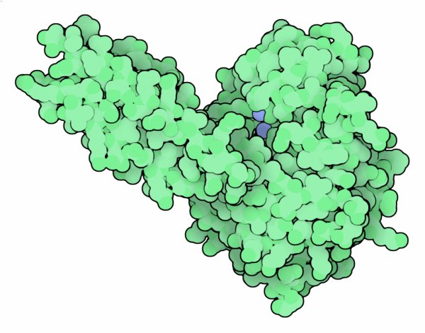 オーキシン結合アミノ脱水酵素（PDB:1xmb）中央付近の青い分子は活性部位に結合した水分子。