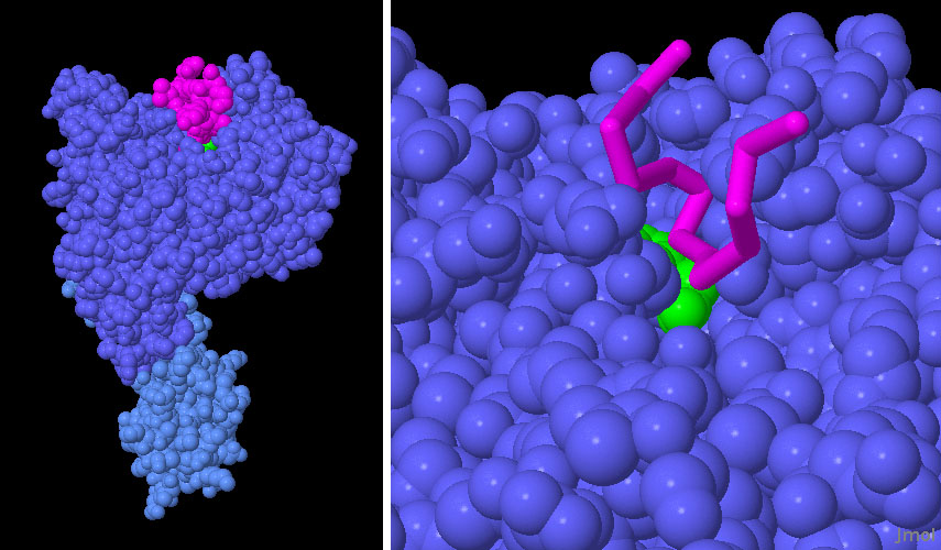 TIR1ユビキチンリガーゼ（青）にオーキシン（緑）とAux/IAAタンパク質（赤紫）が結合したもの（PDB:2p1q）　右図はAux/IAAタンパク質結合部位付近を拡大したもの。