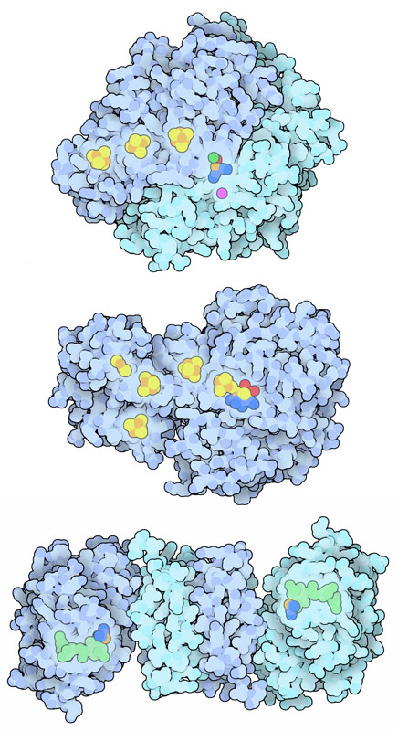 上：ニッケル-鉄ヒドロゲナーゼ（PDB:2frv）、中央：鉄-鉄ヒドロゲナーゼ（PDB:1feh）、下：鉄ヒドロゲナーゼ（PDB:3f47）