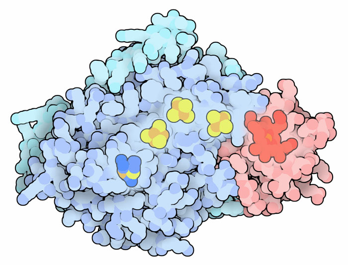 鉄-鉄ヒドロゲナーゼとシトクロムの複合体（PDB:1e08）
