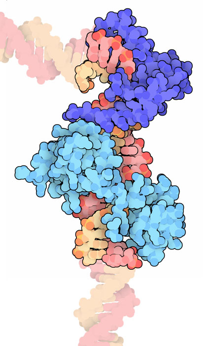 Oct1（上部・青）、Sox2（下部・水色）、DNA（橙・ピンク）複合体（PDB:1gt0）