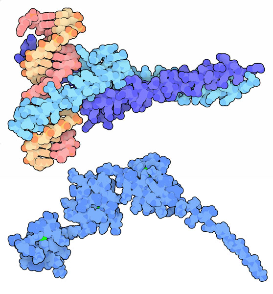 上：c-Mycタンパク質（水色）・Max（青）・DNA複合体（PDB:1nkp）　下：Klf転写因子（PDB:2ebt）