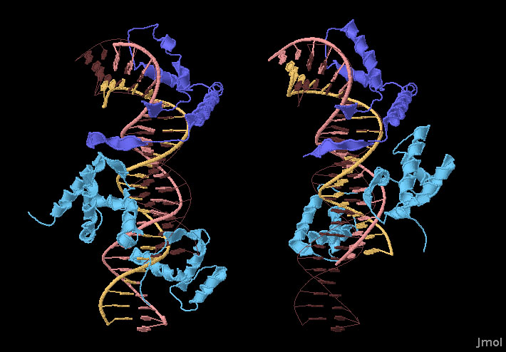 左：FGF4促進因子DNAに結合するOct1とSox2（PDB:1gt0）　右：Hoxb1制御配列に結合するOct1とSox2（PDB:1o4x）