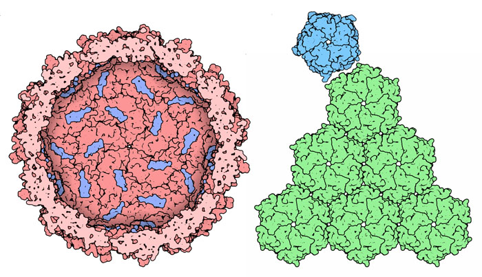 左：エンカプスリン（PDB:3dkt）　右：カルボキシソーム（PDB:2qw7,3bn4）