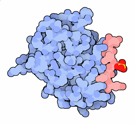 β-セクレターゼ（ピンク）と結合しているGGA（青、PDB:1py1）、赤と黄色の部分は結合を助けるリン酸化部分