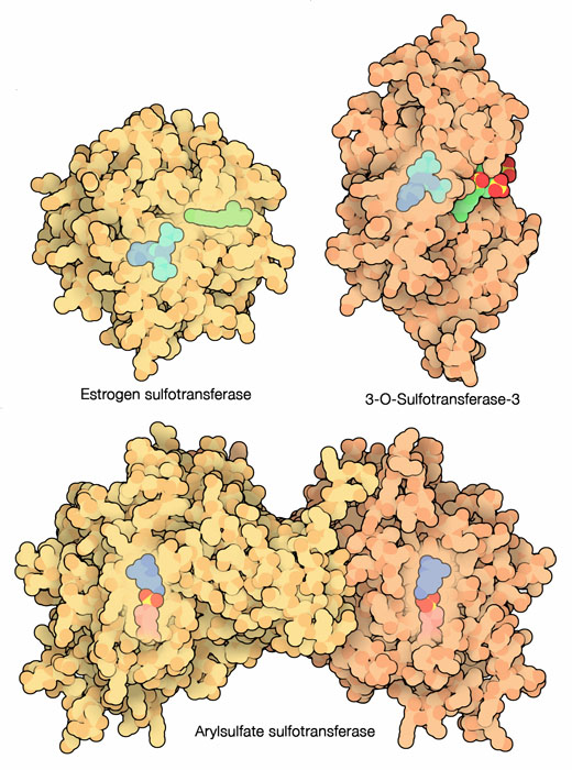 左上：エストロゲン硫酸転移酵素（PDB:1aqu） 右上：ヘパリン硫酸転移酵素（PDB:1t8u） 下：細菌の硫酸転移酵素（PDB:3ets）