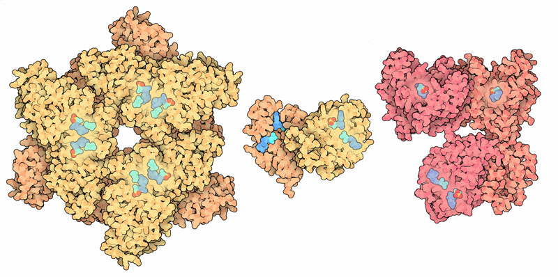 左：酵母のATPスルフリラーゼ（PDB:1g8h） 中央：アオカビのAPSリン酸化酵素（PDB:1m7g） 右：ヒトのATPスルフリラーゼ＋APSリン酸化酵素（PDB:1xnj）