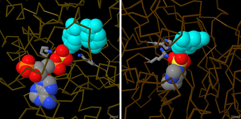 左：PAPSと結合したマウスの硫酸転移酵素（PDB:2zyv） 右：反応中間状態にある細菌の硫酸転移酵素（PDB:3ets）