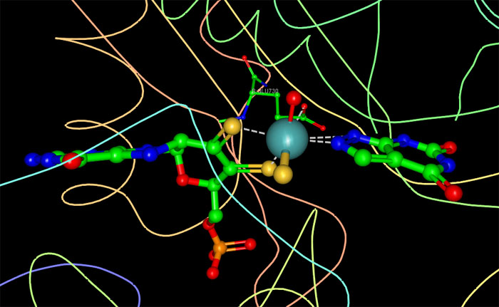 キサンチン酸化還元酵素の活性部位（PDB:1jrp）