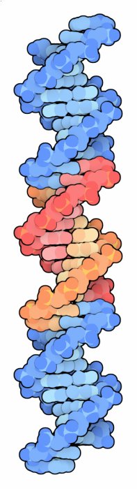 DNA二重らせん（PDB:309d）