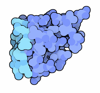 不凍タンパク質（PDB:1kdf）